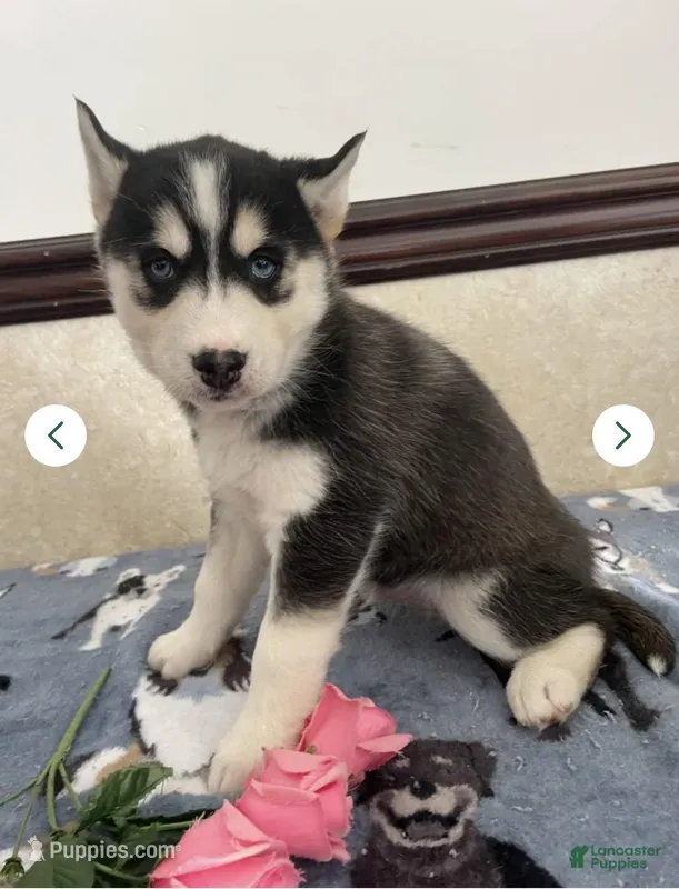 Joey  – Siberian Husky, Pomsky puppy for sale in Fredericksburg, VA