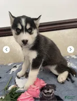Joey , a male Siberian Husky and Pomsky for sale in Fredericksburg, VA – Photo 1 of 4