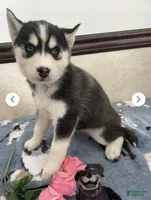 Joey , a male Siberian Husky and Pomsky for sale in Fredericksburg, VA – Photo 4 of 4