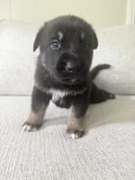 London, a male German Shepherd Dog and Siberian Husky for sale in Virginia Beach, VA – 2 of 3
