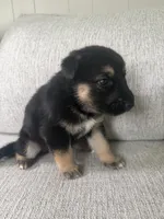 Brooklyn, a female German Shepherd Dog and Siberian Husky for sale in Virginia Beach, VA – 3 of 3