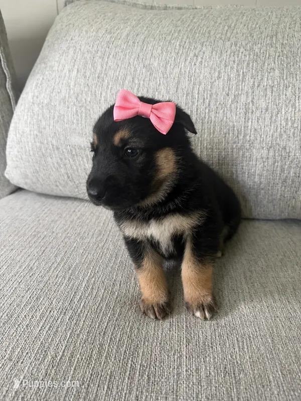 Brooklyn – German Shepherd Dog, Siberian Husky puppy for sale in Virginia Beach, VA