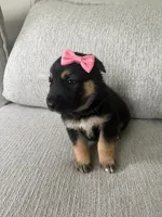Brooklyn, a female German Shepherd Dog and Siberian Husky for sale in Virginia Beach, VA – 1 of 3