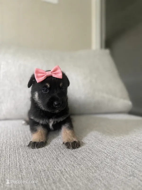 Paris – German Shepherd Dog, Siberian Husky puppy for sale in Virginia Beach, VA