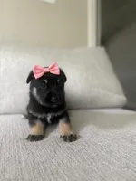 Paris, a female German Shepherd Dog and Siberian Husky for sale in Virginia Beach, VA – 1 of 2
