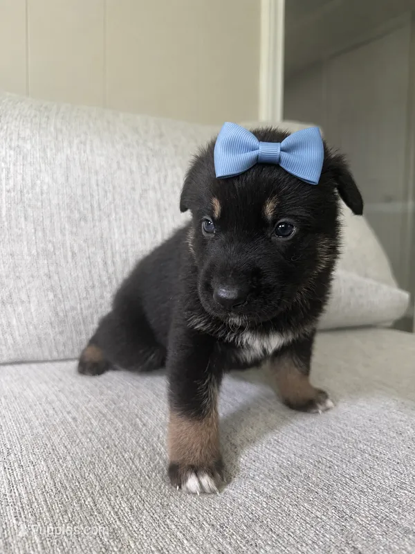 London – German Shepherd Dog, Siberian Husky puppy for sale in Virginia Beach, VA