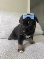 London, a male German Shepherd Dog and Siberian Husky for sale in Virginia Beach, VA – 1 of 3