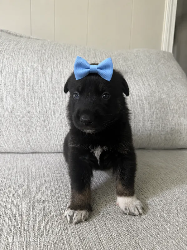 Boston – German Shepherd Dog, Siberian Husky puppy on hold in Virginia Beach, VA