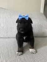 Boston, a male German Shepherd Dog and Siberian Husky for sale in Virginia Beach, VA – 1 of 3