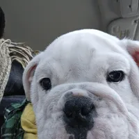 Mack, a male English Bulldog for sale in Lake City, FL – Photo 3 of 3