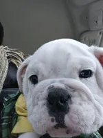 Mack, a male English Bulldog for sale in Lake City, FL – Photo 3 of 3