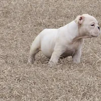 Mack, a male English Bulldog for sale in Lake City, FL – Photo 2 of 3