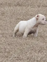 Mack, a male English Bulldog for sale in Lake City, FL – Photo 2 of 3