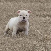 Mack, a male English Bulldog for sale in Lake City, FL – Photo 1 of 3