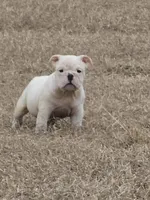 Mack, a male English Bulldog for sale in Lake City, FL – Photo 1 of 3