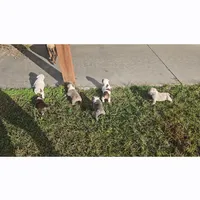 Roxanne, a female English Bulldog for sale in Lake City, FL – Photo 1 of 4