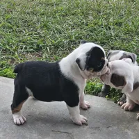 Roxanne, a female English Bulldog for sale in Lake City, FL – Photo 2 of 4