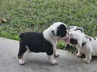 Roxanne, a female English Bulldog for sale in Lake City, FL – Photo 2 of 4