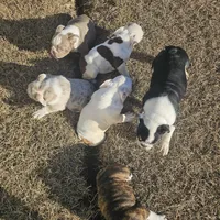 Roxanne, a female English Bulldog for sale in Lake City, FL – Photo 4 of 4