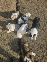 Roxanne, a female English Bulldog for sale in Lake City, FL – Photo 4 of 4