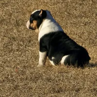 Roxanne, a female English Bulldog for sale in Lake City, FL – Photo 3 of 4