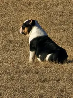 Roxanne, a female English Bulldog for sale in Lake City, FL – Photo 3 of 4