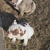 Moo moo, a female English Bulldog for sale in Lake City, FL – Photo 5 of 5
