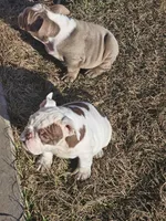 Moo moo, a female English Bulldog for sale in Lake City, FL – Photo 5 of 5
