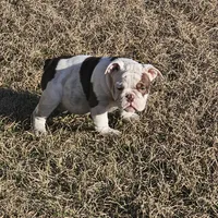 Moo moo, a female English Bulldog for sale in Lake City, FL – Photo 4 of 5