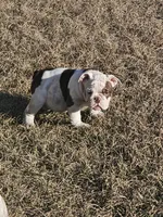 Moo moo, a female English Bulldog for sale in Lake City, FL – Photo 4 of 5