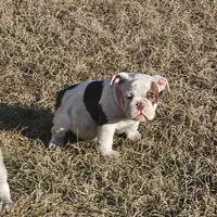 Moo moo, a female English Bulldog for sale in Lake City, FL – Photo 3 of 5