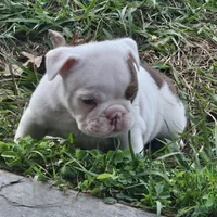 Clyde babies, a female English Bulldog for sale in Lake City, FL – Photo 5 of 7