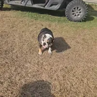 Clyde babies, a female English Bulldog for sale in Lake City, FL – Photo 7 of 7