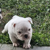 Clyde babies, a female English Bulldog for sale in Lake City, FL – Photo 4 of 7