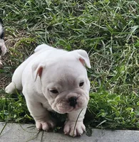 Clyde babies, a female English Bulldog for sale in Lake City, FL – Photo 4 of 7