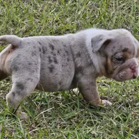 Clyde babies, a female English Bulldog for sale in Lake City, FL – Photo 2 of 7