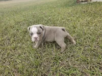Clyde babies, a female English Bulldog for sale in Lake City, FL – Photo 3 of 7