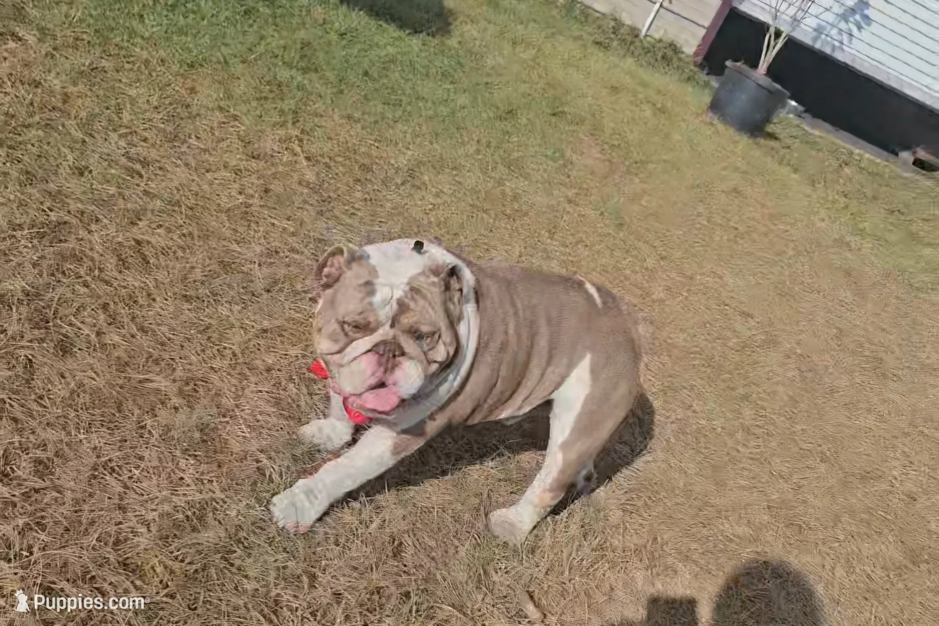 Clyde babies, a female English Bulldog for sale in Lake City, FL – Photo 6 of 7