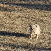 Layla, a female English Bulldog for sale in Lake City, FL – Photo 4 of 4
