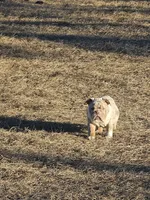 Layla, a female English Bulldog for sale in Lake City, FL – Photo 4 of 4