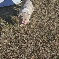 Layla, a female English Bulldog for sale in Lake City, FL – Photo 3 of 4