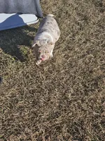 Layla, a female English Bulldog for sale in Lake City, FL – Photo 3 of 4