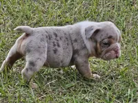 Layla, a female English Bulldog for sale in Lake City, FL – Photo 1 of 4