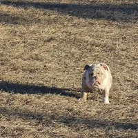 Layla, a female English Bulldog for sale in Lake City, FL – Photo 2 of 4