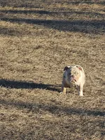 Layla, a female English Bulldog for sale in Lake City, FL – Photo 2 of 4