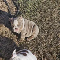 Little Clyde, a male English Bulldog for sale in Lake City, FL – Photo 5 of 5