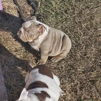 Little Clyde, a male English Bulldog for sale in Lake City, FL – Photo 4 of 5