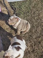 Little Clyde, a male English Bulldog for sale in Lake City, FL – Photo 4 of 5