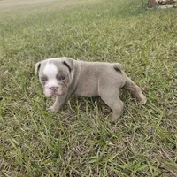 Little Clyde, a male English Bulldog for sale in Lake City, FL – Photo 3 of 5
