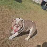 Little Clyde, a male English Bulldog for sale in Lake City, FL – Photo 2 of 5